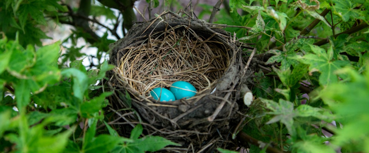 nest eggs